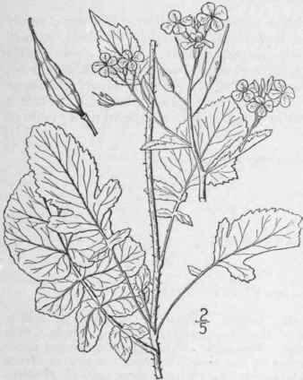 1 Raphanus Raphanistrum L Wild Radish Jointed Or W 453