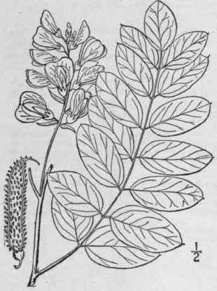 1 Robinia Pseudo Ac Cia L Locust Tree False Or Bas 869