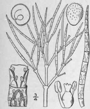 1 Salicornia Europa A L Slender Or Jointed Glasswo 48