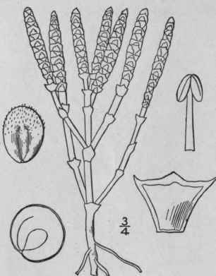 1 Salicornia Europa A L Slender Or Jointed Glasswo 49