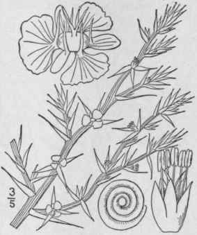 1 Salsola Kali L Saltwort Prickly Glassvvort 55