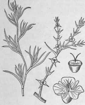 1 Salsola Kali L Saltwort Prickly Glassvvort 56