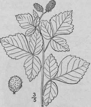 1 Schmaltzia Cren Ta Mill Greene Fragrant Or Sweet 1121