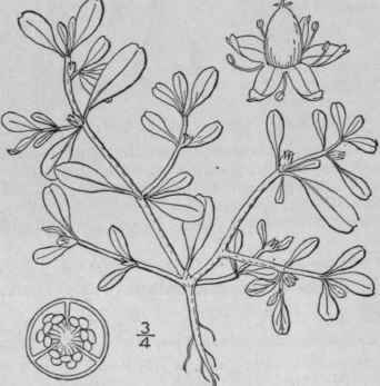 1 Sesuvium L Syst Ed 10 1058 1759 75