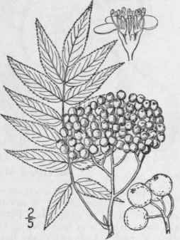 1 Sorbus Americ Na Marsh American Mountain Ash Dog 660