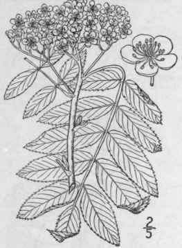 1 Sorbus Americ Na Marsh American Mountain Ash Dog 661