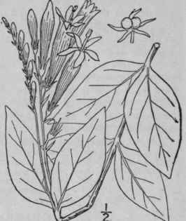 1 Spigelia Maryl ndica L Indian Or Carolina Pink 1669