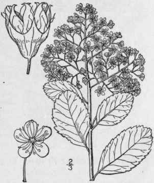 1 Spiraea Latif Lia Ait Borkh American Meadow Swee 557