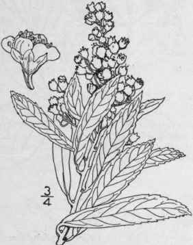 1 Spiraea Latif Lia Ait Borkh American Meadow Swee 558