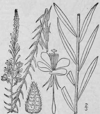 1 Stenosiphon Linif Lium Nutt Britton Flax Leaved 1415