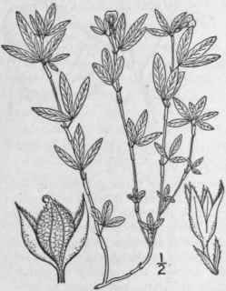1 Stylosanthes Bifl Ra L B S P Pencil Flower 915