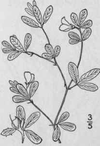 1 Stylosanthes Bifl Ra L B S P Pencil Flower 916