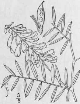 1 Vicia Cracca L Tufted Or Cow Vetch Blue Or Bird 955