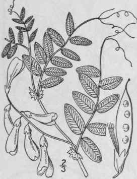 1 Vicia Cracca L Tufted Or Cow Vetch Blue Or Bird 956