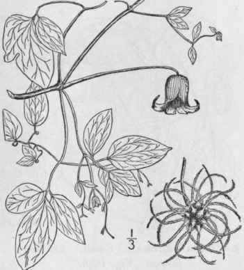 1 Viorna Crispa L Small Marsh Leather Flower 286