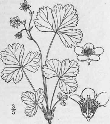 1 Waldsteinia Fragarioides Michx Tratt Barren Or D 615