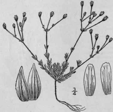 10 Arenaria Stricta Michx Rock Sandwort 129