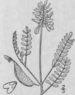 10 Astragalus Alpinus L Alpine Milk Vetch 885