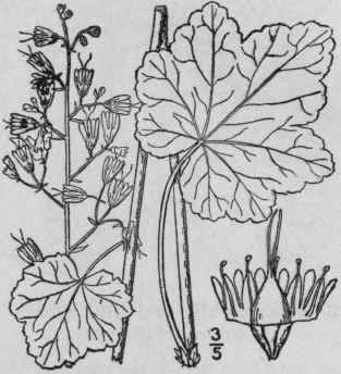 10 Heuchera Pub Scens Pursh Downy Heuchera 524