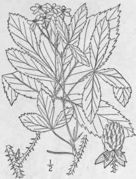 10 Rubus Canad Nsis L Millspaugh s Blackberry 640