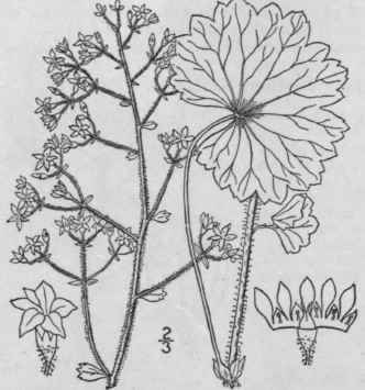 10 Sullivantia T G Am Journ Sci 42 22 1842 513