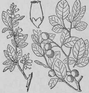 10 Vaccinium Vacillans Kalm Low Blueberry Blue Huc 1610