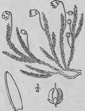 11 Cassiope D Don Edinb Phil Journ 17 157 1834 1576
