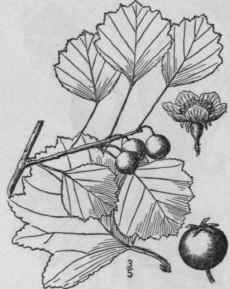 11 Crataegus Margar Tta Ashe Brown s Thorn Mrs Ash 687