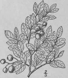 11 Vaccinium Nigrum Wood Britton Low Black Blueber 1611