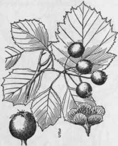 12 Crataegus Suborbiculata Sargent Caughua Waga Th 688