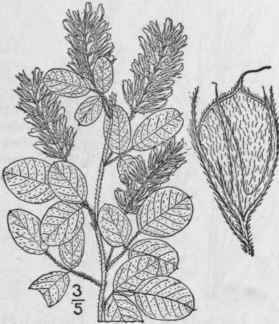 12 Lespedeza Hirta L Hornem Hairy Bush Clover 950