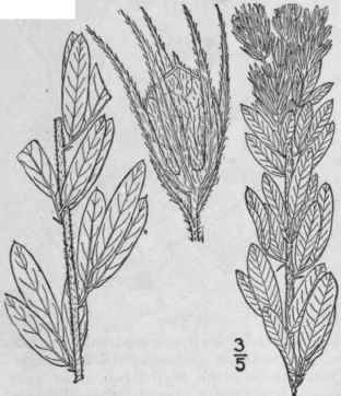 12 Lespedeza Hirta L Hornem Hairy Bush Clover 951