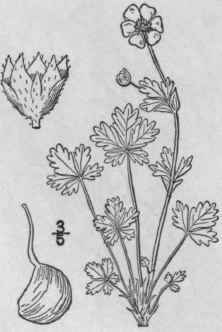 12 Potentilla Recta L Rough Fruited Cinquefoil 581