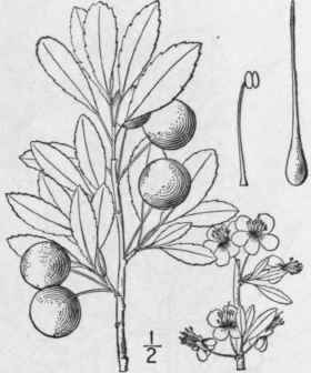 12 Prunus B Sseyi Bailey Western Sand Cherry Besse 762