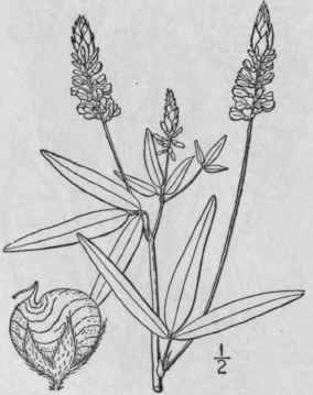 12 Psoralea Peduncul Ta Mill Vail Samson s Snakero 844