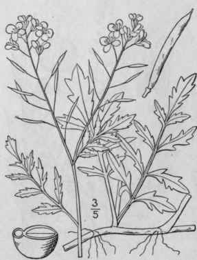 12 Radicula Hill Brit Herb 265 1756 368