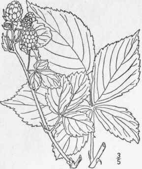 12 Rubus Frond Sus Bigel Leafy Flowered Blackberry 641