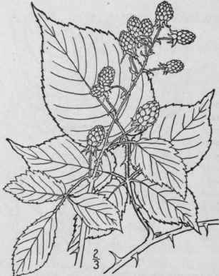12 Rubus Frond Sus Bigel Leafy Flowered Blackberry 642