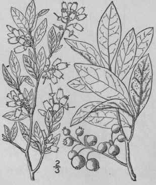 12 Vaccinium Atroc Ccum A Gray Heller Black Bluebe 1612