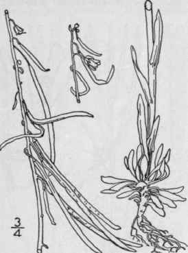 13 Arabis Holbo LLII Hornem Holboell s Rock Cress 424