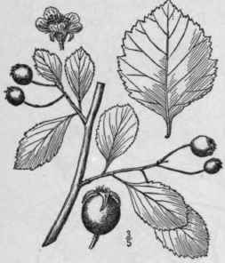 13 Crataegus Collina Chapman Chapman s Hill Thorn 689