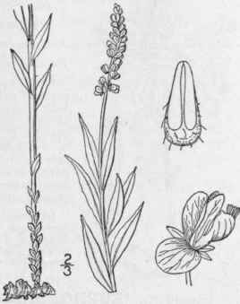 13 Polygala Senega L Seneca Snakeroot Mountain Fla 1049