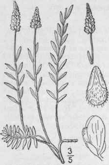13 Polygala Senega L Seneca Snakeroot Mountain Fla 1050