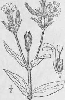 13 Silene Noctiflora L Night Flowering Catchfly 155