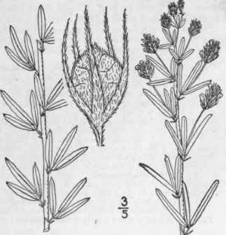 14 Lespedeza Angustif Lia Pursh Ell Narrow Leaved  952