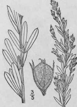 14 Lespedeza Angustif Lia Pursh Ell Narrow Leaved  953