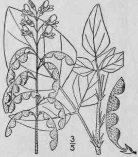 14 Meibomia Rhombif Lia Ell Vail Rhomb Leaved Tick 931