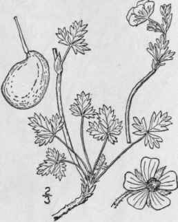 14 Potentilla Nivea L Snowy Cinquefoil 582