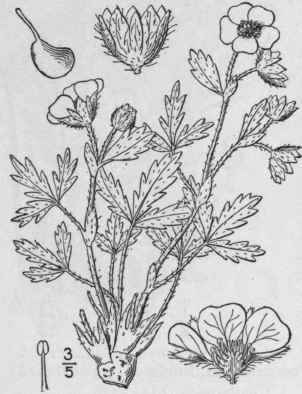 14 Potentilla Nivea L Snowy Cinquefoil 583