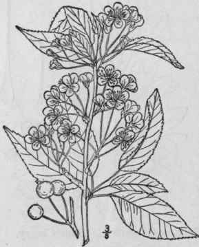 14 Prunus Avium L Wild Or Crab Cherry Mazard Gean 765